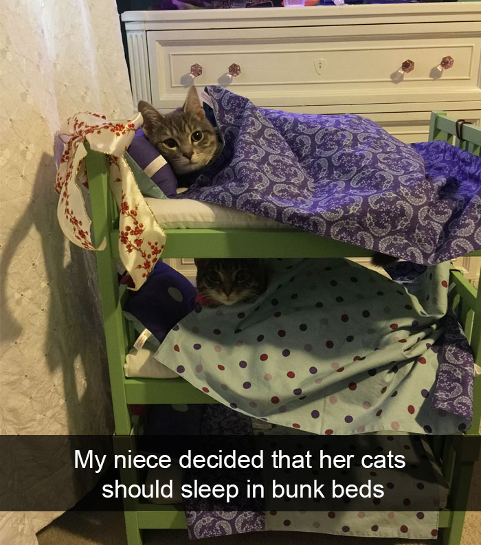 128 Hilarious Cat Snapchats That Are Im-paw-sible Not To Laugh At
