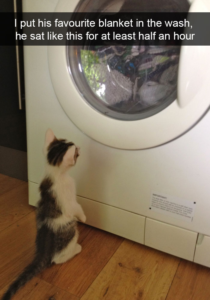 128 Hilarious Cat Snapchats That Are Im-paw-sible Not To Laugh At