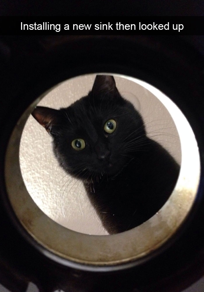 128 Hilarious Cat Snapchats That Are Im-paw-sible Not To Laugh At