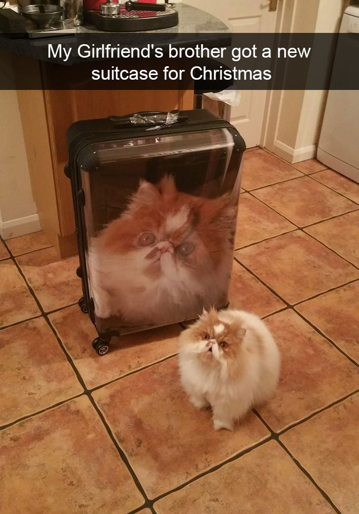128 Hilarious Cat Snapchats That Are Im-paw-sible Not To Laugh At