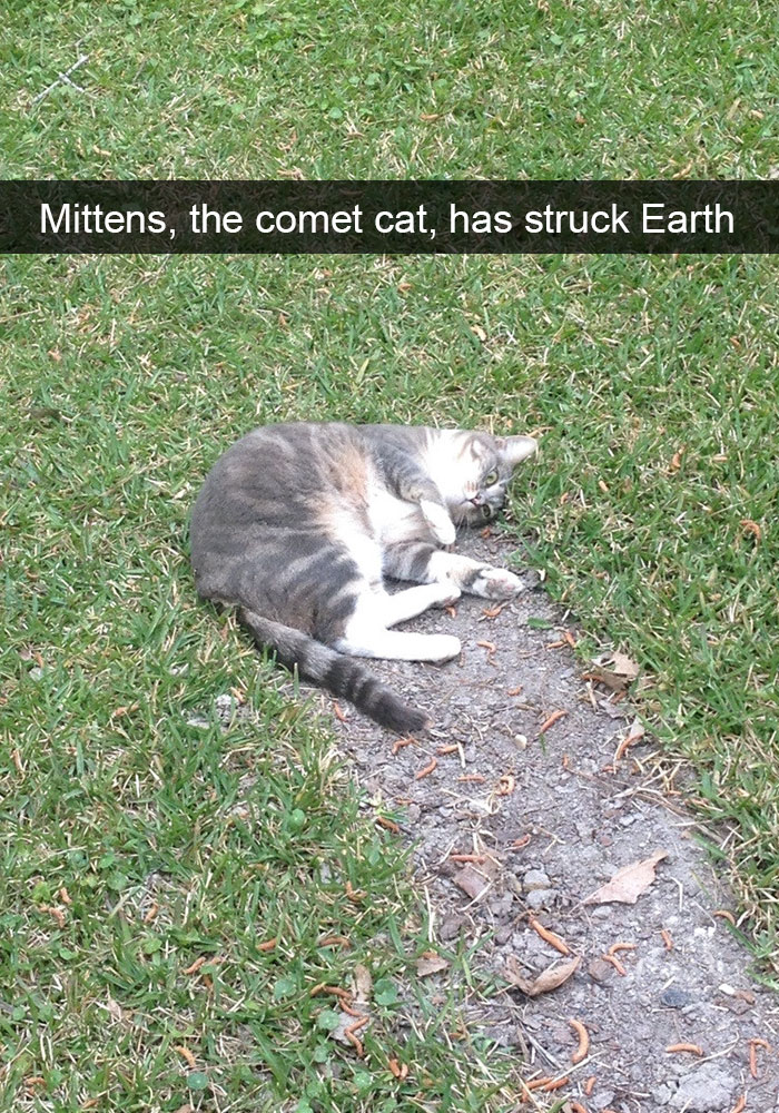 128 Hilarious Cat Snapchats That Are Im-paw-sible Not To Laugh At