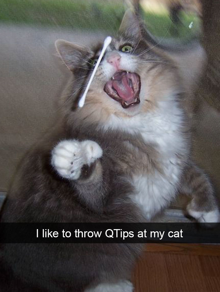 128 Hilarious Cat Snapchats That Are Im-paw-sible Not To Laugh At