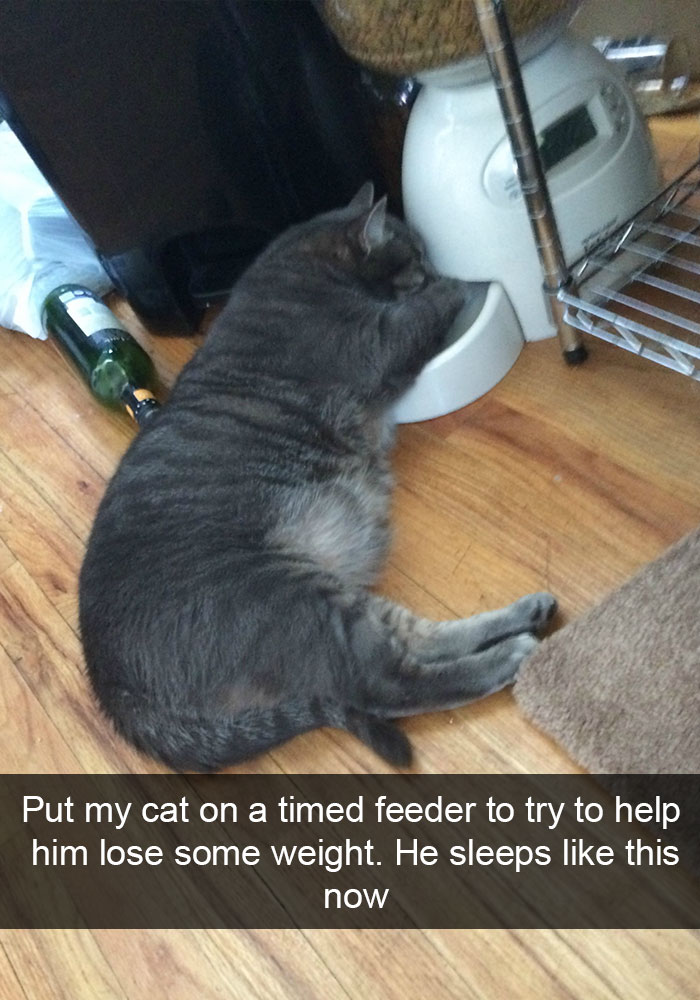 128 Hilarious Cat Snapchats That Are Im-paw-sible Not To Laugh At