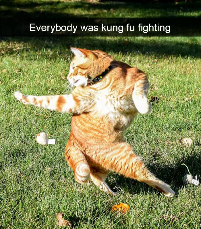 128 Hilarious Cat Snapchats That Are Im-paw-sible Not To Laugh At