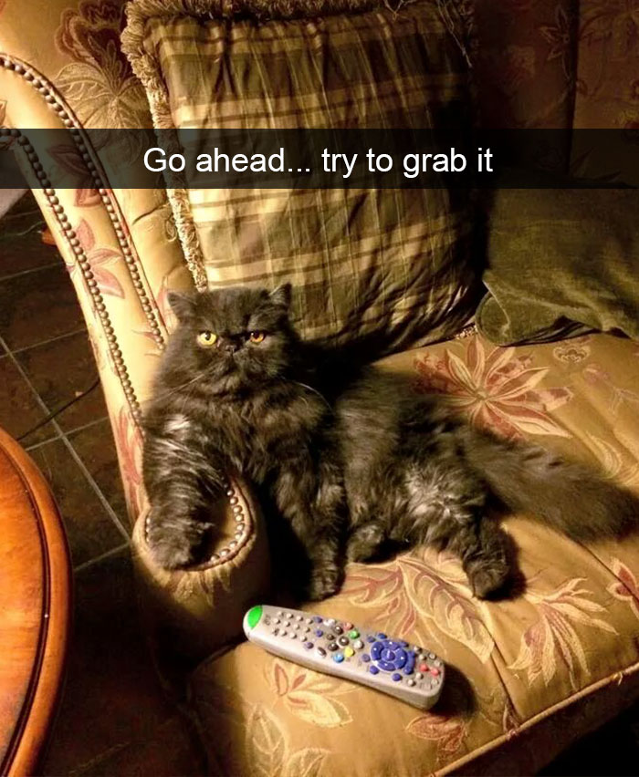 128 Hilarious Cat Snapchats That Are Im-paw-sible Not To Laugh At