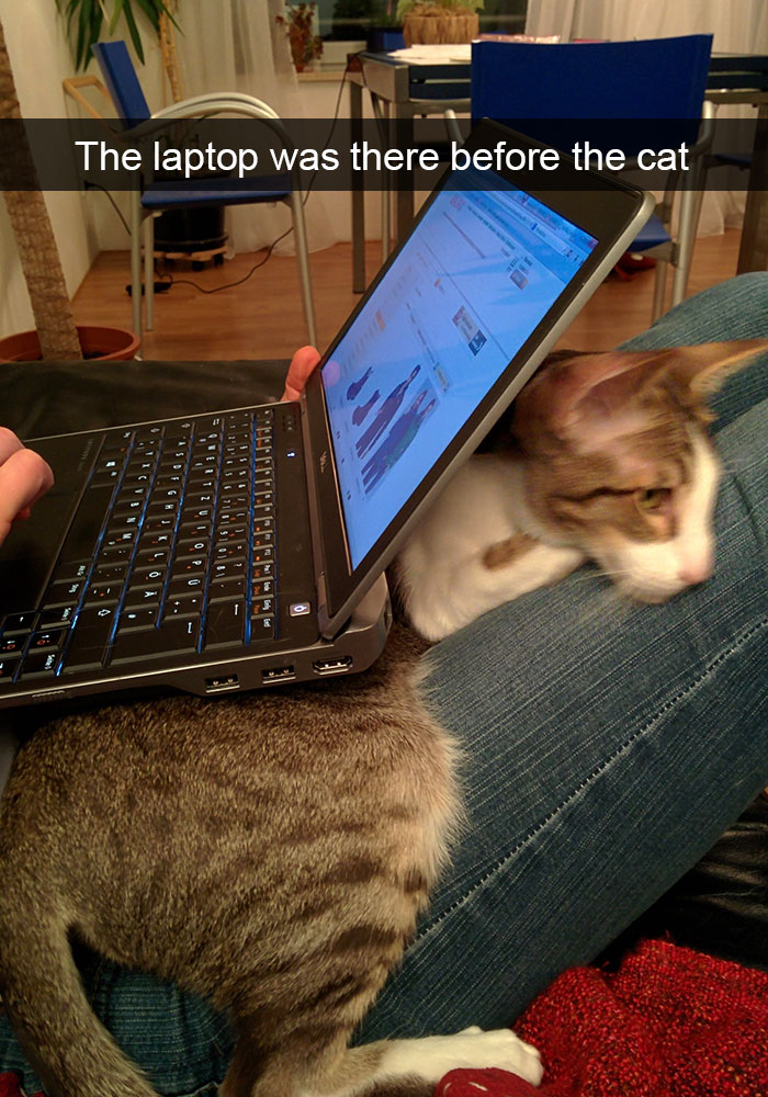 128 Hilarious Cat Snapchats That Are Im-paw-sible Not To Laugh At