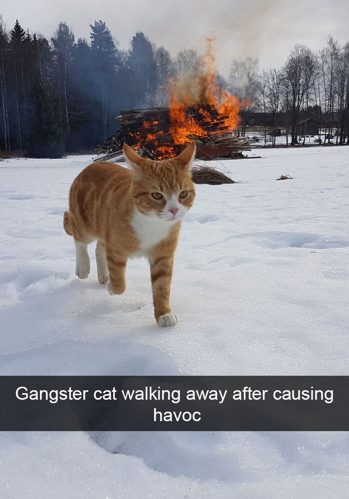 128 Hilarious Cat Snapchats That Are Im-paw-sible Not To Laugh At