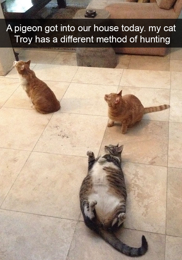 128 Hilarious Cat Snapchats That Are Im-paw-sible Not To Laugh At