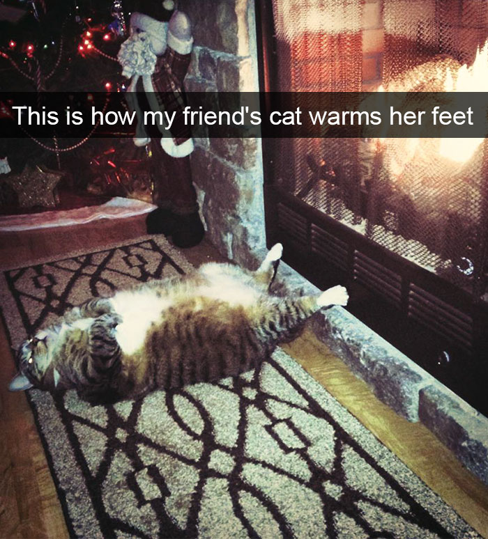 128 Hilarious Cat Snapchats That Are Im-paw-sible Not To Laugh At