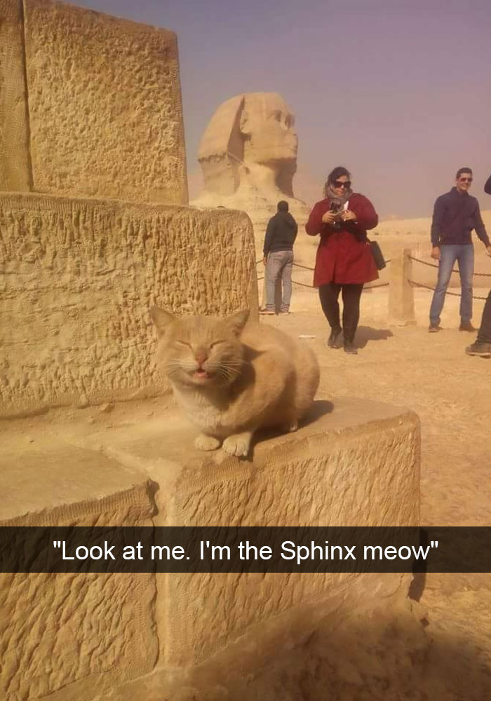 128 Hilarious Cat Snapchats That Are Im-paw-sible Not To Laugh At