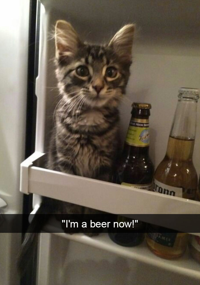 128 Hilarious Cat Snapchats That Are Im-paw-sible Not To Laugh At