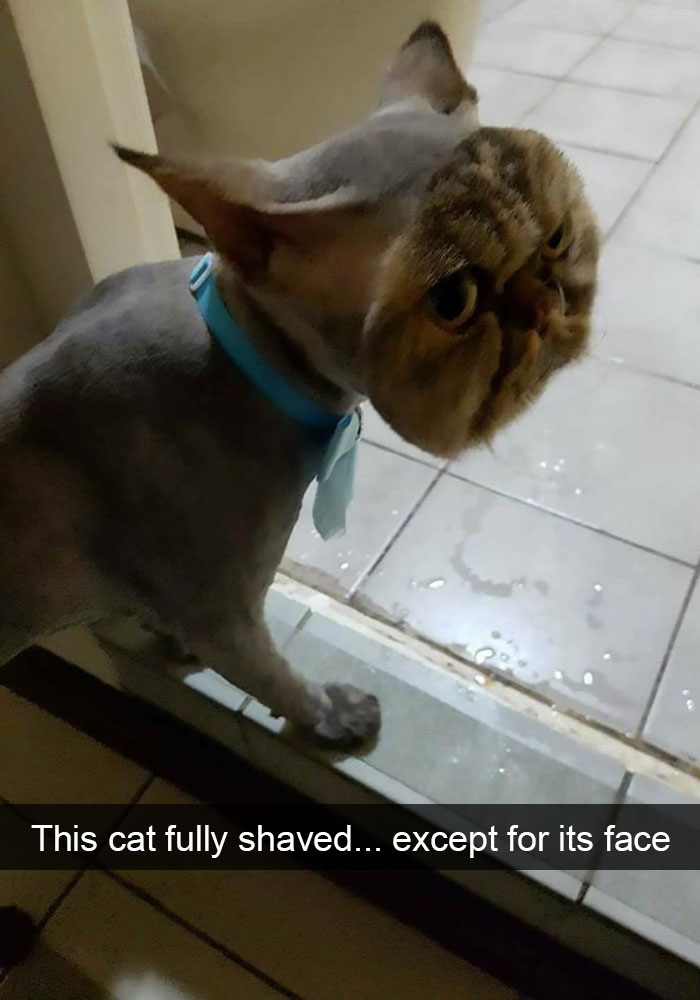 128 Hilarious Cat Snapchats That Are Im-paw-sible Not To Laugh At