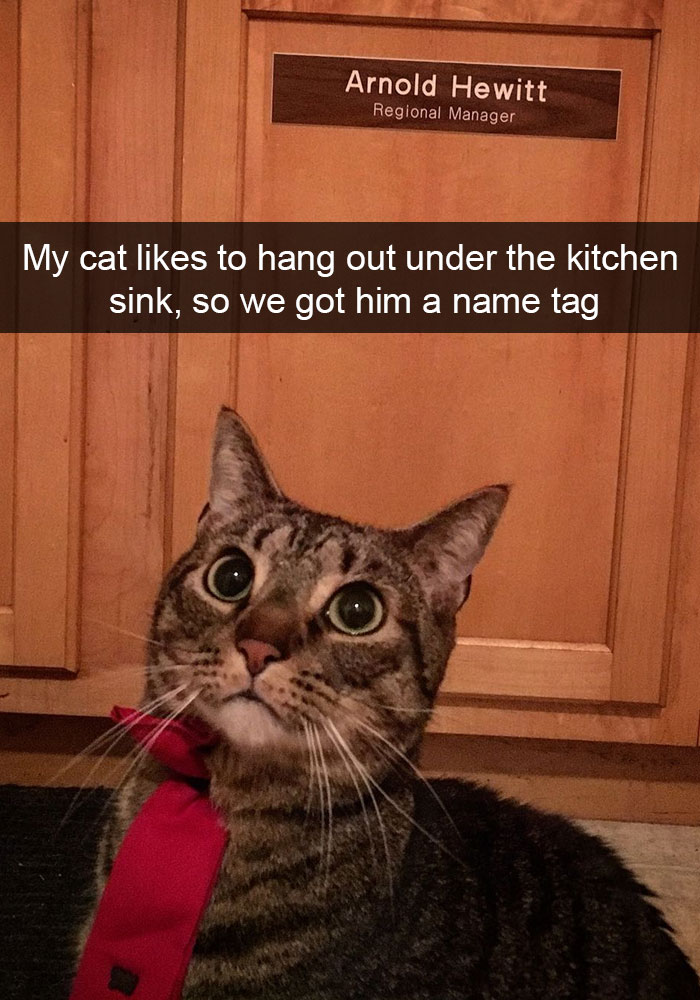 128 Hilarious Cat Snapchats That Are Im-paw-sible Not To Laugh At