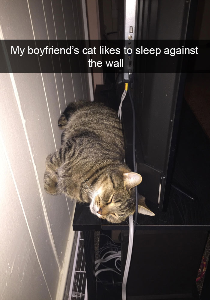 128 Hilarious Cat Snapchats That Are Im-paw-sible Not To Laugh At