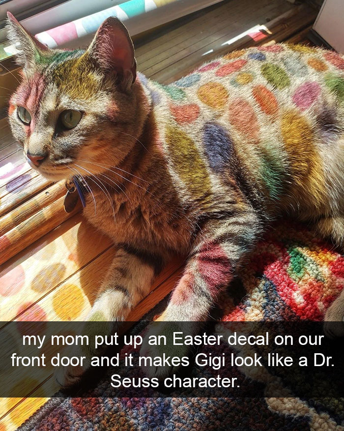 128 Hilarious Cat Snapchats That Are Im-paw-sible Not To Laugh At