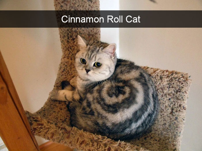 128 Hilarious Cat Snapchats That Are Im-paw-sible Not To Laugh At