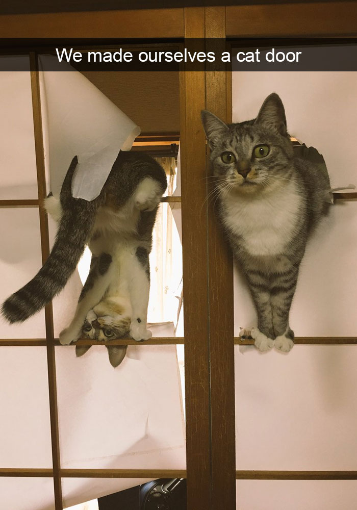 128 Hilarious Cat Snapchats That Are Im-paw-sible Not To Laugh At