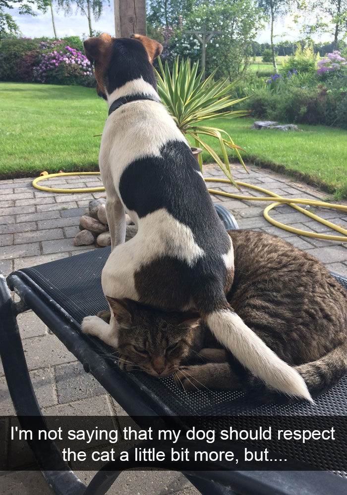 128 Hilarious Cat Snapchats That Are Im-paw-sible Not To Laugh At