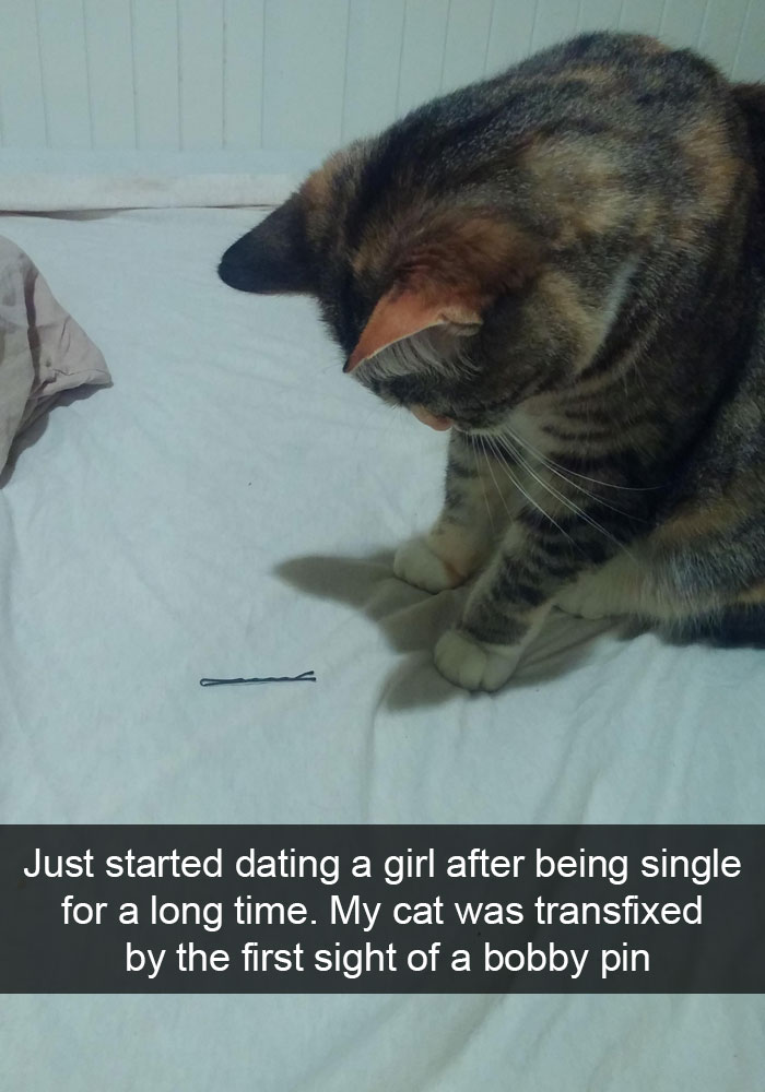 128 Hilarious Cat Snapchats That Are Im-paw-sible Not To Laugh At