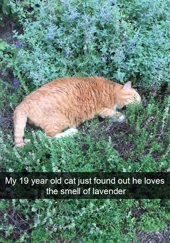 128 Hilarious Cat Snapchats That Are Im-paw-sible Not To Laugh At