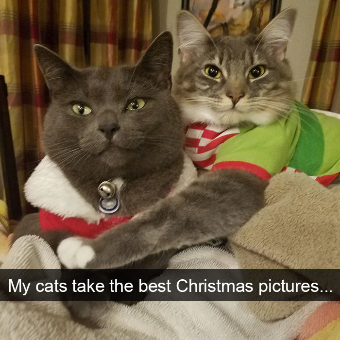 128 Hilarious Cat Snapchats That Are Im-paw-sible Not To Laugh At