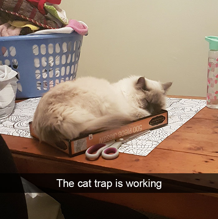 128 Hilarious Cat Snapchats That Are Im-paw-sible Not To Laugh At