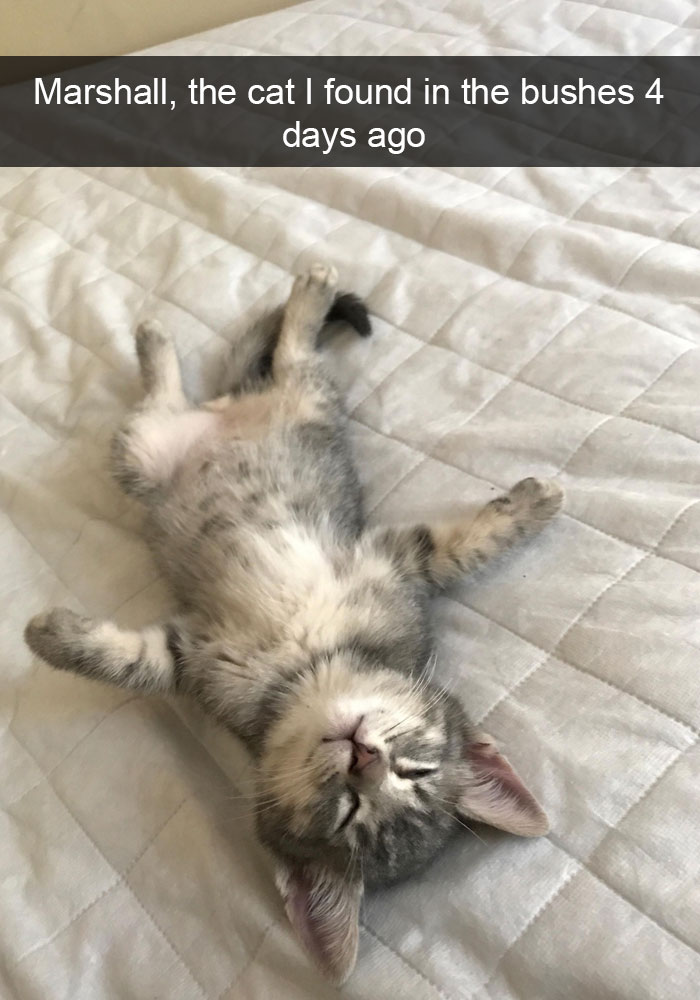 128 Hilarious Cat Snapchats That Are Im-paw-sible Not To Laugh At