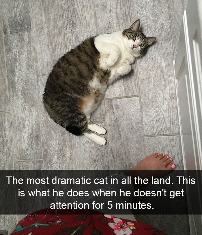 128 Hilarious Cat Snapchats That Are Im-paw-sible Not To Laugh At