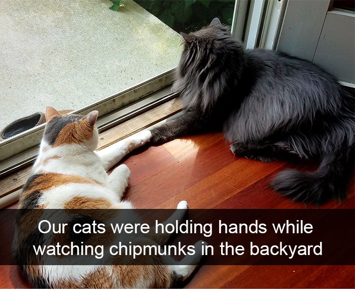 128 Hilarious Cat Snapchats That Are Im-paw-sible Not To Laugh At