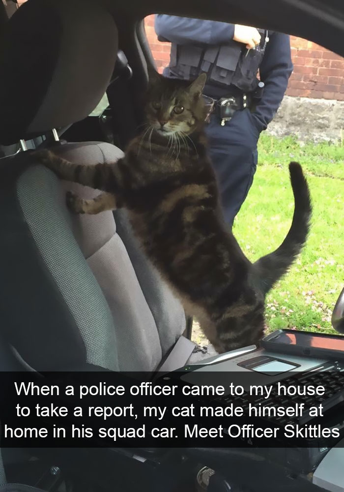 128 Hilarious Cat Snapchats That Are Im-paw-sible Not To Laugh At