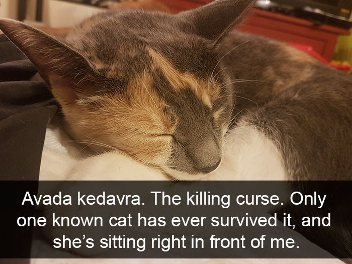 128 Hilarious Cat Snapchats That Are Im-paw-sible Not To Laugh At