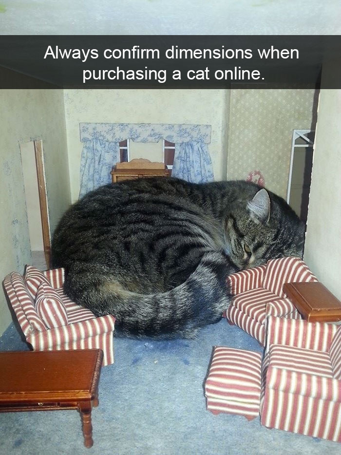 128 Hilarious Cat Snapchats That Are Im-paw-sible Not To Laugh At