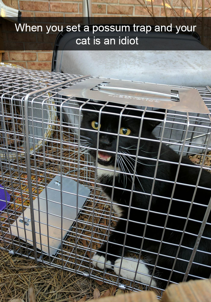 Hilarious-cat-snapchats