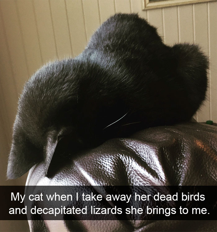 128 Hilarious Cat Snapchats That Are Im-paw-sible Not To Laugh At