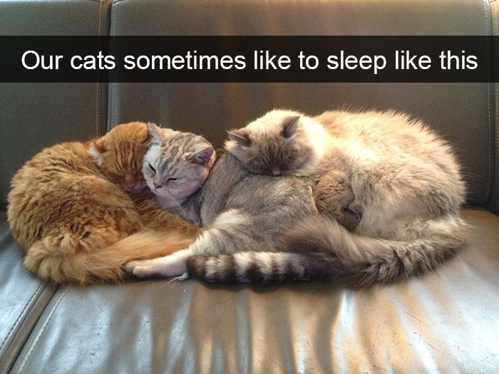 128 Hilarious Cat Snapchats That Are Im-paw-sible Not To Laugh At