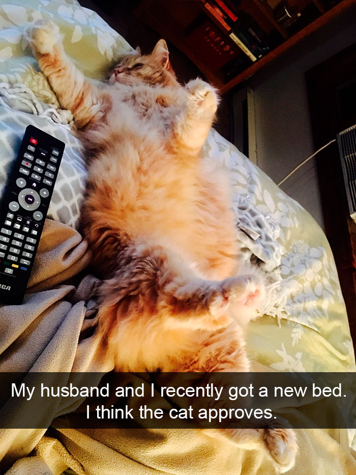 128 Hilarious Cat Snapchats That Are Im-paw-sible Not To Laugh At