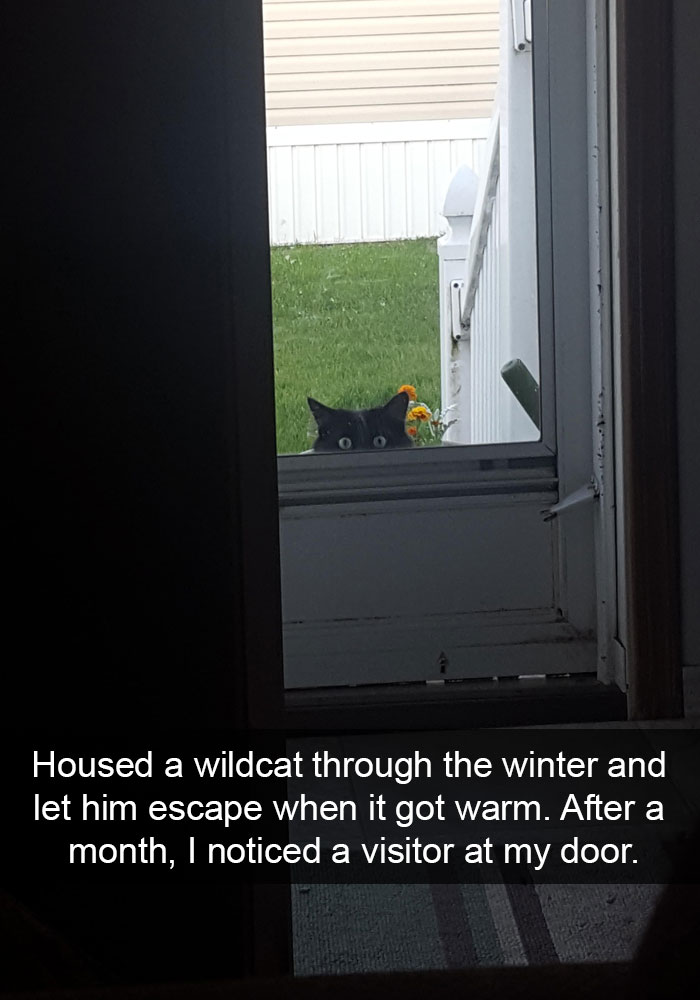 128 Hilarious Cat Snapchats That Are Im-paw-sible Not To Laugh At