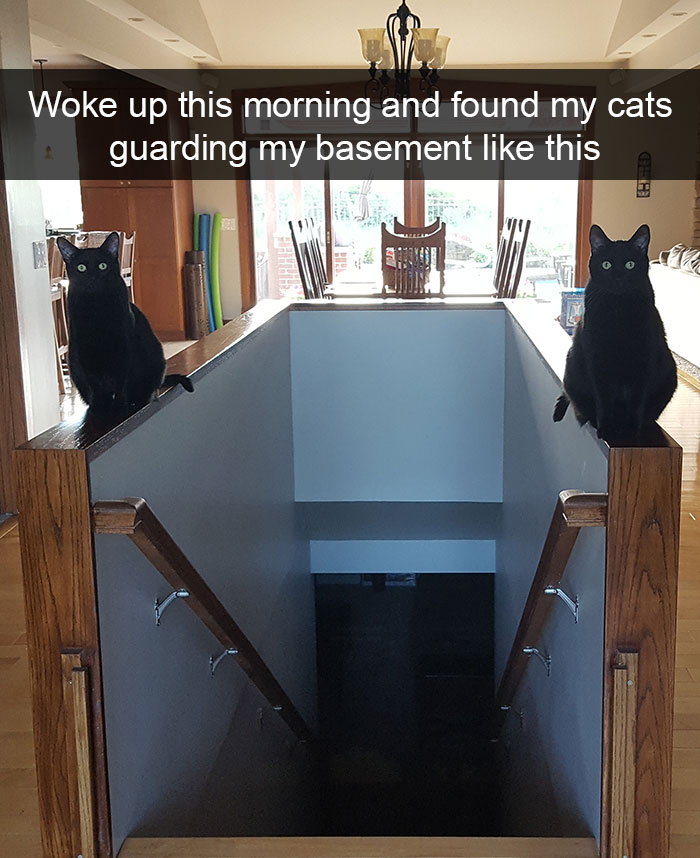 128 Hilarious Cat Snapchats That Are Im-paw-sible Not To Laugh At