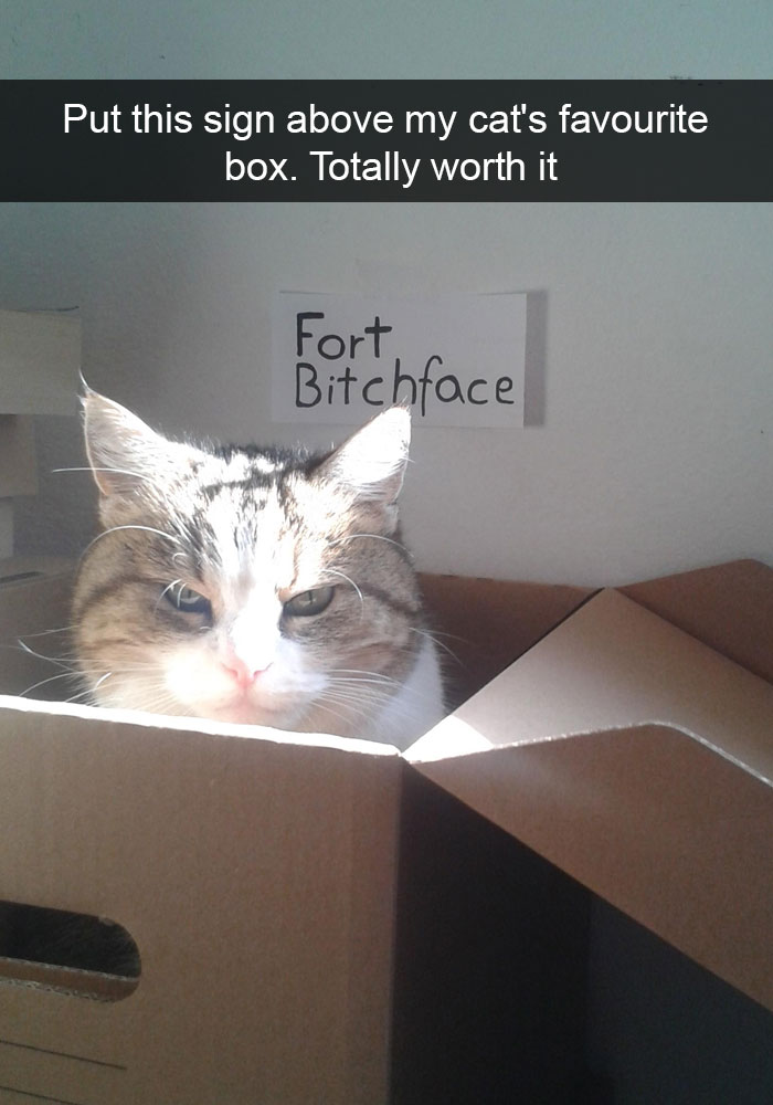 Hilarious-cat-snapchats
