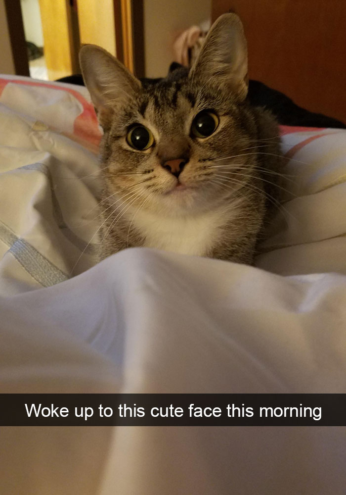 128 Hilarious Cat Snapchats That Are Im-paw-sible Not To Laugh At