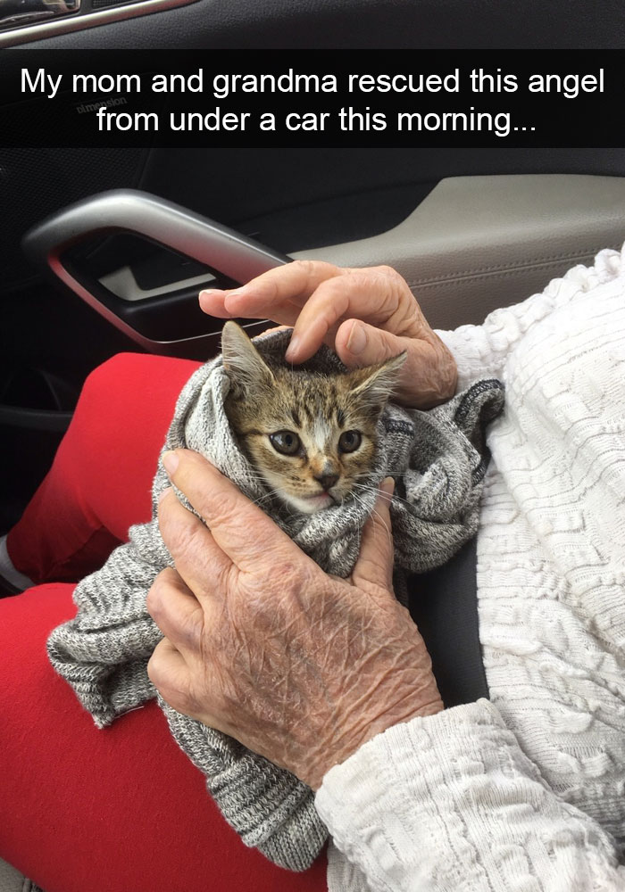 128 Hilarious Cat Snapchats That Are Im-paw-sible Not To Laugh At