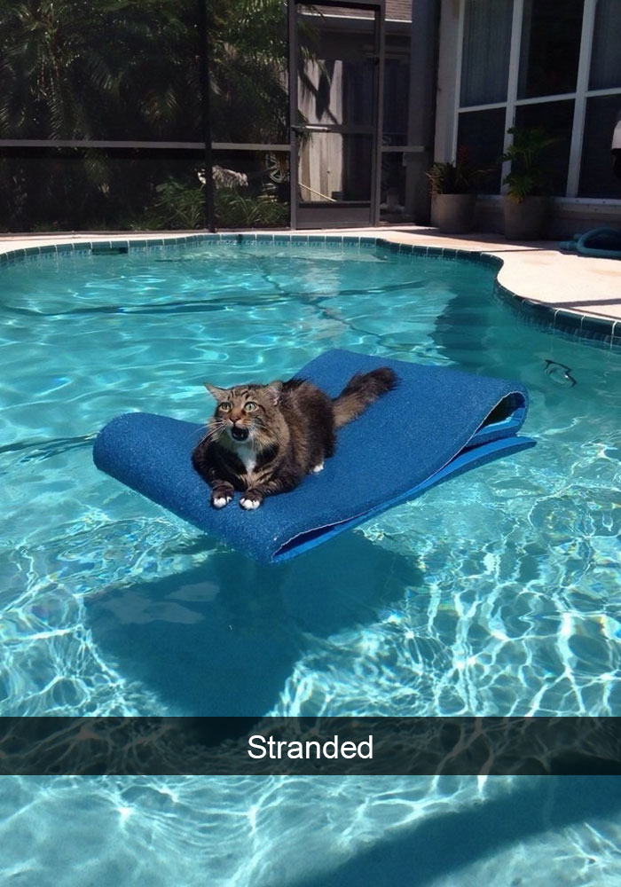 128 Hilarious Cat Snapchats That Are Im-paw-sible Not To Laugh At