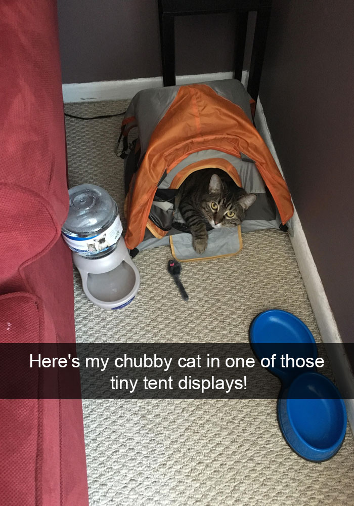 128 Hilarious Cat Snapchats That Are Im-paw-sible Not To Laugh At