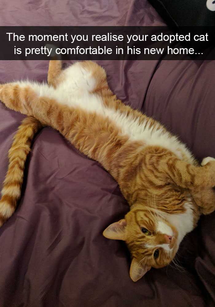 128 Hilarious Cat Snapchats That Are Im-paw-sible Not To Laugh At