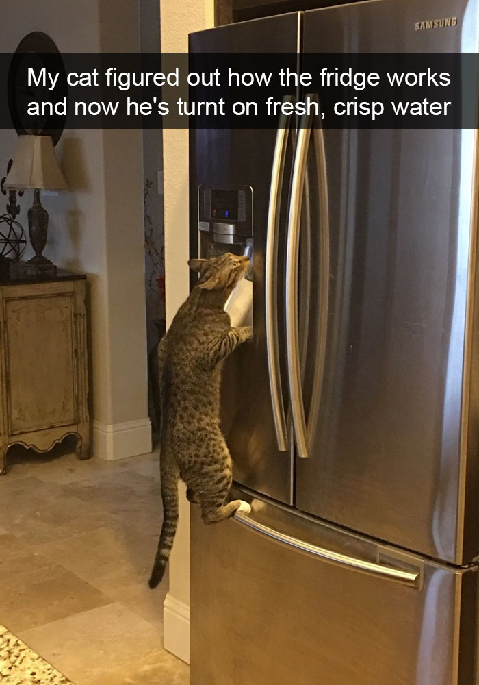 128 Hilarious Cat Snapchats That Are Im-paw-sible Not To Laugh At