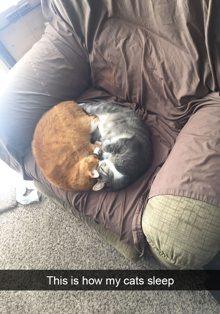 128 Hilarious Cat Snapchats That Are Im-paw-sible Not To Laugh At