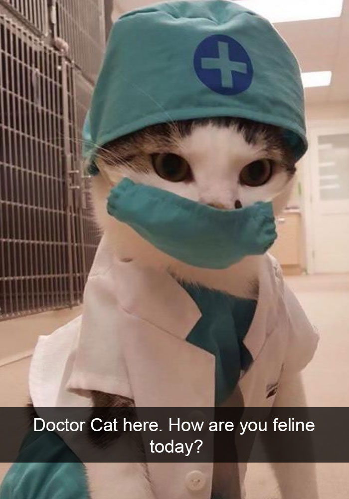 128 Hilarious Cat Snapchats That Are Im-paw-sible Not To Laugh At
