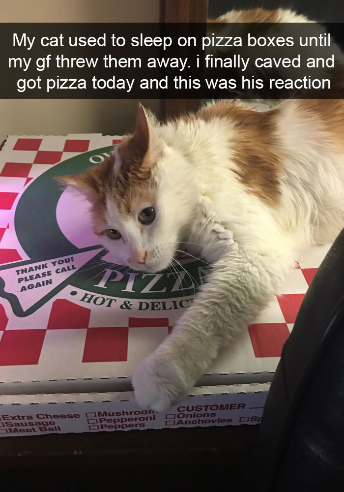 128 Hilarious Cat Snapchats That Are Im-paw-sible Not To Laugh At