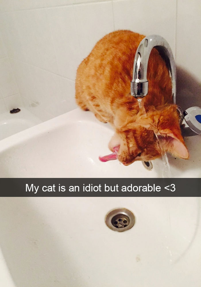 128 Hilarious Cat Snapchats That Are Im-paw-sible Not To Laugh At