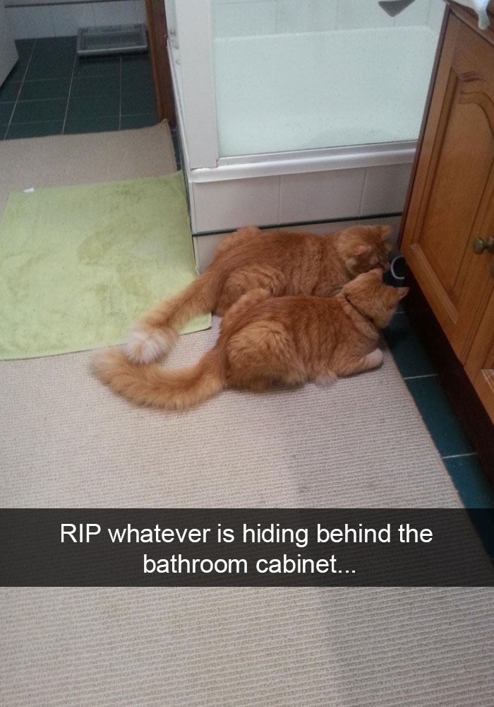 128 Hilarious Cat Snapchats That Are Im-paw-sible Not To Laugh At